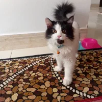 گربه|گربه|میاندوآب, |دیوار