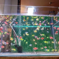 آکواریوم و کالرویدو و زبرا