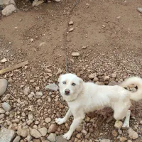 فروش سگ اشپیتز 2 تومن