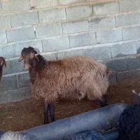 یک عدد بره نر