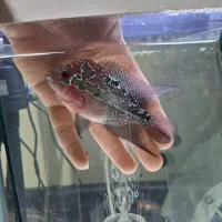 ماهی فلاور|ماهی|شاهین‌شهر, شهرک گلدیس|دیوار