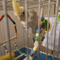 ۲تاعروس هلندی پرحرف