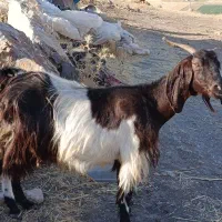 بز و بزغاله