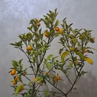 نهال گلدانی کامکوات مثمر ( پرتقال ریز )