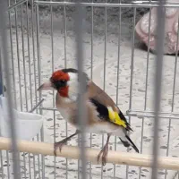 سهره