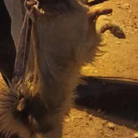 پاپی کوچلو