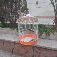 قفس‌طوطی‌.