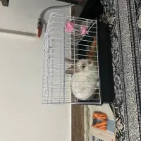 خرگوش لوپ نر