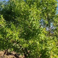 فروش باغ با سند و الاچیغ و.. در پل زمانخان سامان|فروش دفتر صنعتی، کشاورزی، تجاری|سامان, |دیوار