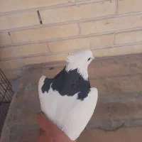 کفتر طوقی|پرنده|یزد, |دیوار