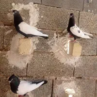 ۳ عدد کفتر سینه سیاه|پرنده|شیراز, وزیرآباد|دیوار