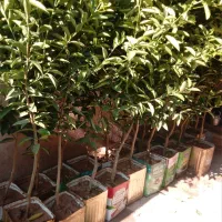 مرکبات جنوبی انار زیتون پسته  درخت نهال نهالستان|خدمات باغبانی و درختکاری|قم, شهرک سازمان آب|دیوار