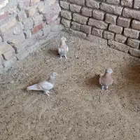 کبوتر زرد کالکی