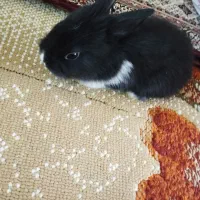 بچه خرگوش وفرش
