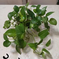 چندمدل گل طبیعی همه سالم ریشه دار