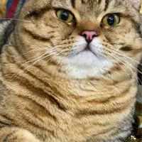 واگذاری گربه بریتیش