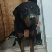 واگذاری سگ روتوایلر|سگ|صباشهر, |دیوار