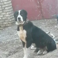 سگ نگهبان و بشرط