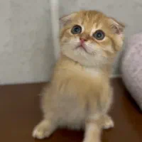 گربه اسکاتیش گلد ny11 روشن