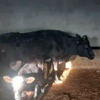 گاو قصر وتلیسه|حیوانات مزرعه|رامند, |دیوار