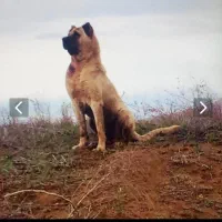 سگ سرابی|سگ|تهران, شهرک شهرداری|دیوار