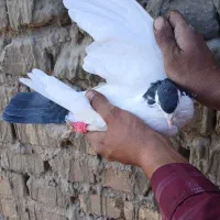 کفتر جفت|پرنده|یزد, |دیوار