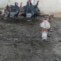 تعدادی بوقلمون محلی|حیوانات مزرعه|پیرانشهر, |دیوار