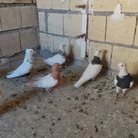 طوقی|حیوانات|نجف‌آباد, فیروزآباد|دیوار