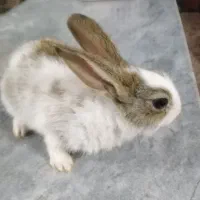 خرگوش بازیگوش|موش و خرگوش|قائن, |دیوار