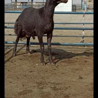 بره افشاری بذری|حیوانات مزرعه|طاغنکوه, |دیوار