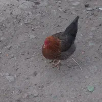 سه عدد مرغ تخم گذار