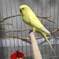 مرغ عشق انگلیسی،پروانه ای خاص