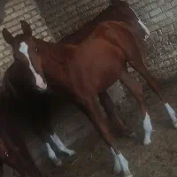 کره اسب