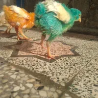 جوجه رنگی سالم وسرحال