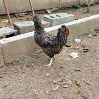 مرغ وخروس اصیل