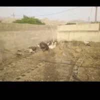 مرغ محلی .خروس محلی بوقلمون محلی غاز محلی