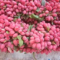 زرشک تازه باکیفیت خوب پاک شده با دستگاه|خوردنی و آشامیدنی|مشهد, رباط طرق|دیوار