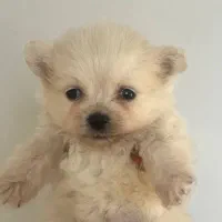 سگ پامر|سگ|مهاباد (آذربایجان غربی), |دیوار