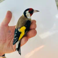 سهره عطیقه جفتی چونه سفید یاسمین سهره خاکی قناری