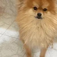 سگ پامر خرسی اصیل