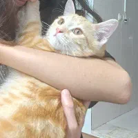 واگذاری گربه