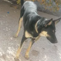 سگ ژرمن|سگ|بافت, |دیوار