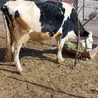 گاوسیمینتال پلنگی