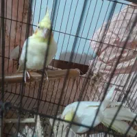 جوجه عروس هلندی لوتینو نر ماده