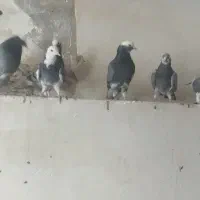 کبوتر|پرنده|فولادشهر, A1|دیوار