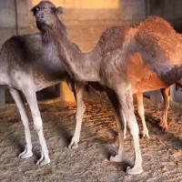 شتر|حیوانات مزرعه|کهریزک, |دیوار