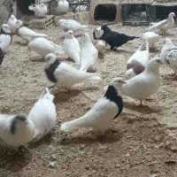 کبوتر|پرنده|آوج, |دیوار