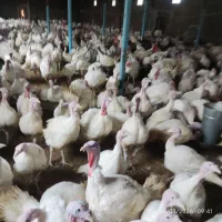 کود بوقلمون گوشتی