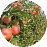 نیروی کاری چیدن میوه و هرس ‌ درختان