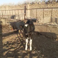 گوساله ماده ۵ماهه جنس دار|حیوانات مزرعه|تربت جام, بسیجیان|دیوار